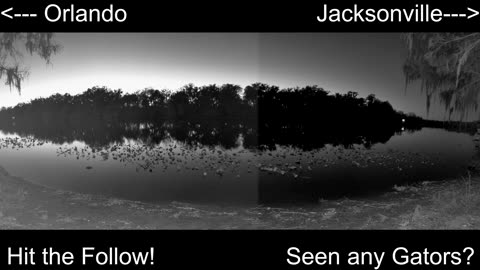 4K Live St. Johns River Cam: Florida Alligators & Wildlife 🐊🌿