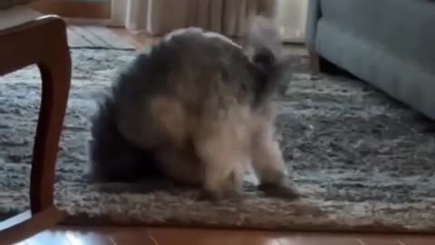 😂💕 Dog's CRAZY Love Story with a Carpet Ball! | FeedMyCuriosity