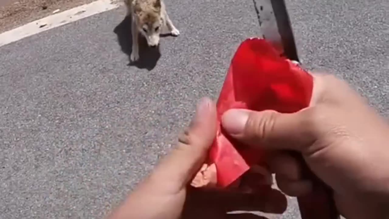 Bikers Helping out Sterving wolf 😍😍🤲