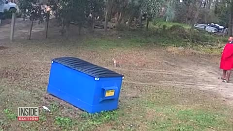 🤯✨ You Won't Believe How This Owner Saved Their Dog from a Coyote! | FeedMyCuriosity