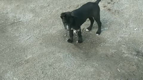 "Puppy Confused by Its Own Shadow! 😂 Have You Ever Seen Such a Cute Reaction?"