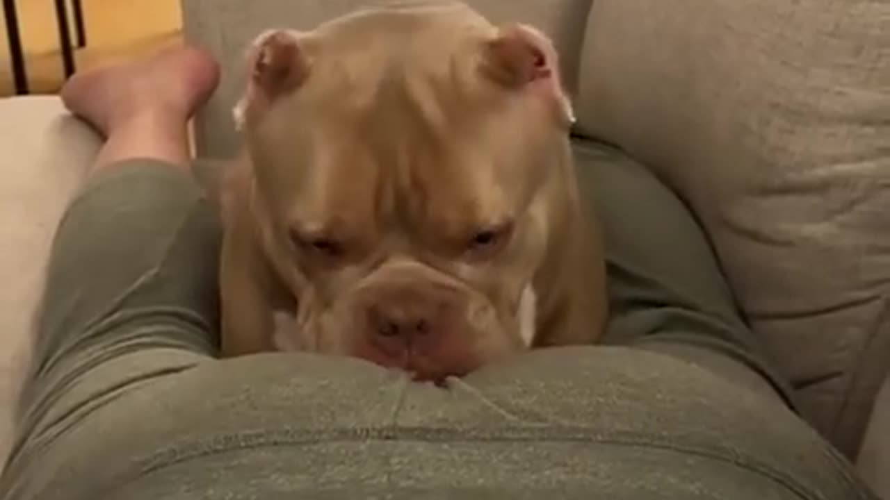 Unbelievable Funny Animals🐶🐱😂😂😂😂😂