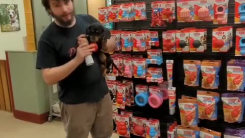 Tucker wins KONG 2022 Show Us Your KONG Love National Contest #like #follow #share #subscribe #fyp