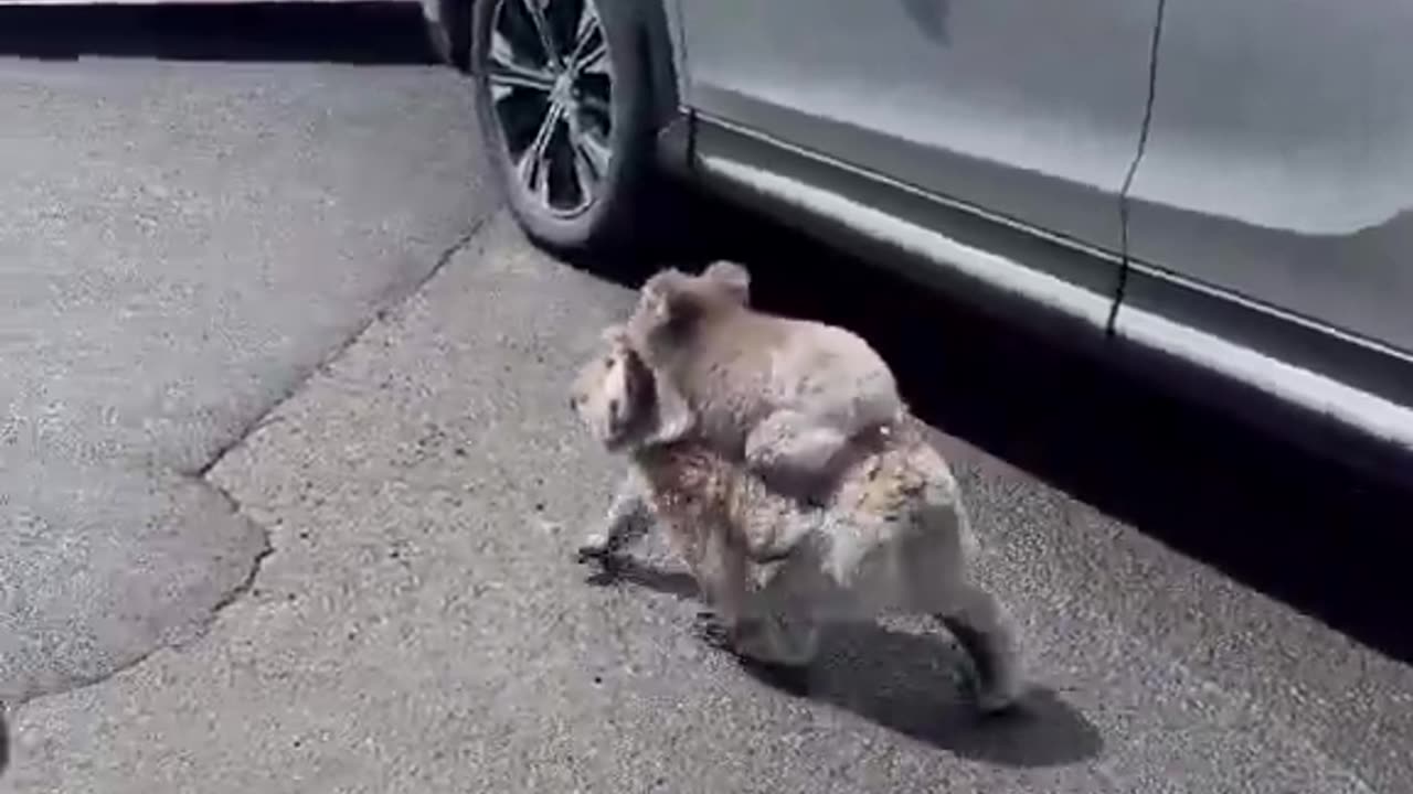 A normal day in Australia 🐨