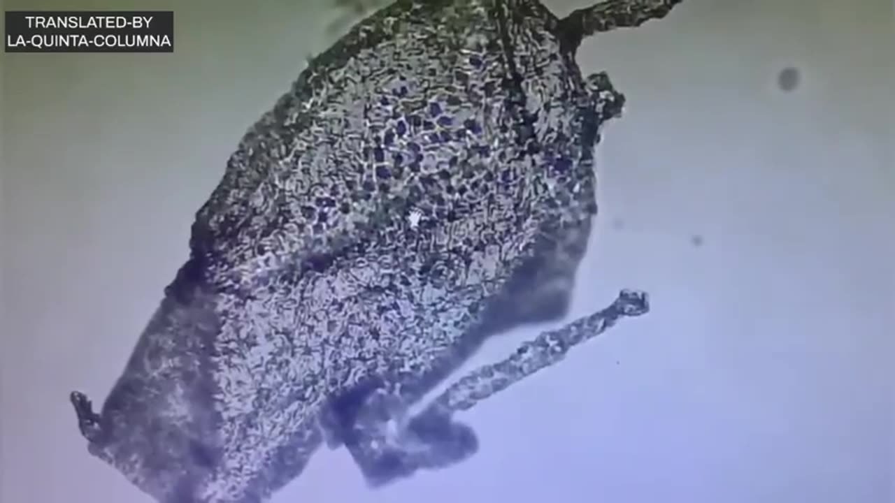 THE VACCINATED| ARE IRREVERSIBLY MUTATED