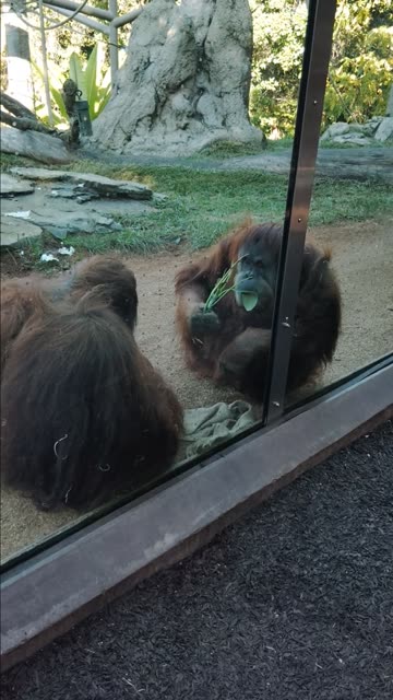 Orangutans at The San Diego Zoo