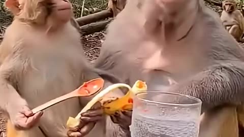 Monkey Vibes All day!! 🇱🇷🇬🇧 🤭😂🤣