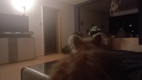 So my Dog has been Acting weird Lately