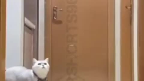 Katzen in Action