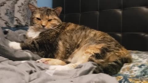 Quick Yawn, Ultimate Cuteness: Adorable Cat Lays Back Down 😸✨