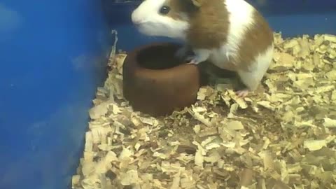 Cute white and brown guinea pig drinking water, seems to be very thirsty [Nature & Animals]