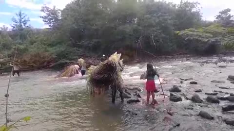 Brazil: Our Ingarico friends assemble straw for roof of new church in Marazue.