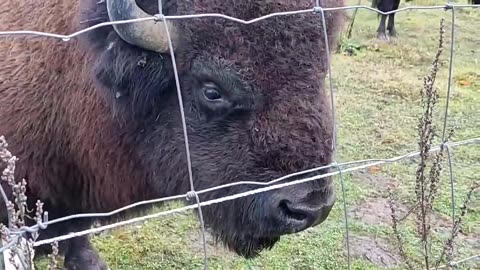 Bison