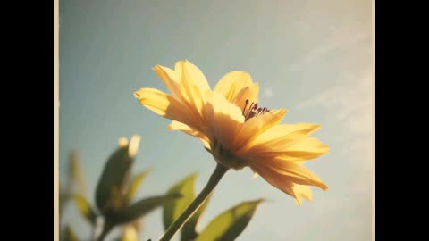 MD- The Light Comes from Within