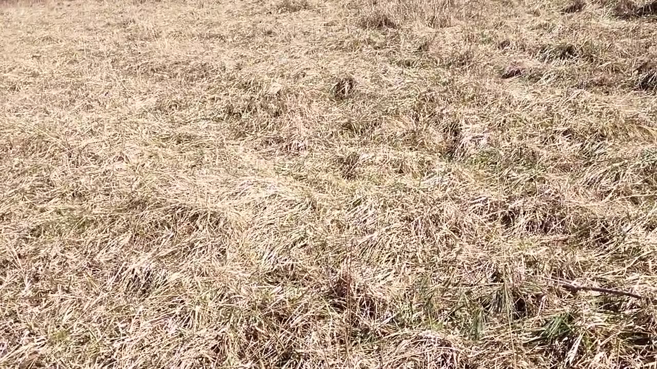 Hiking to Bunch Fields from Potts Creek via bridge over creek