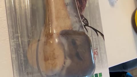 Live Mouse Found in Sealed Package