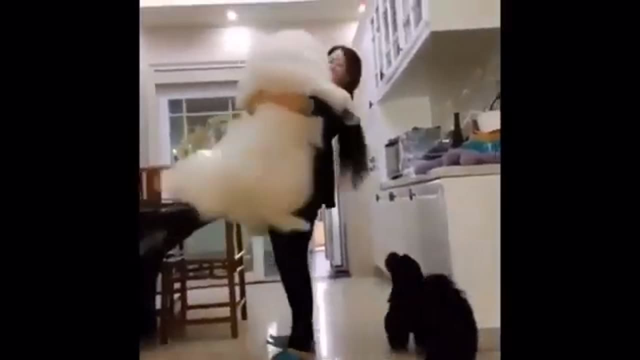 Funny Cute Dogs - Try Not To Laugh...