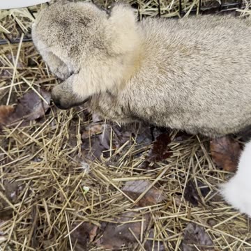 Woodland Brown Bunny Camouflage 🍂