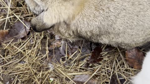 Woodland Brown Bunny Camouflage 🍂