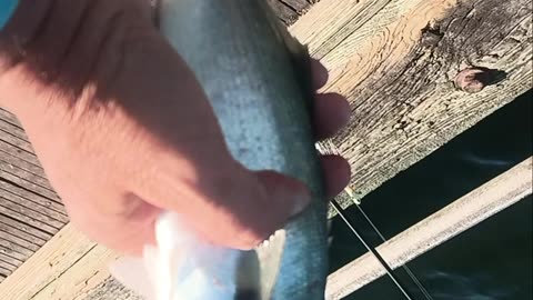 Bluefish magnolia pier