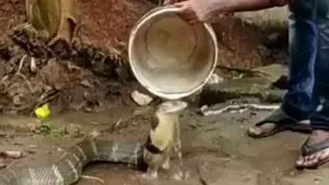 🙀 Have you ever seen a snake bathing? Amazing video