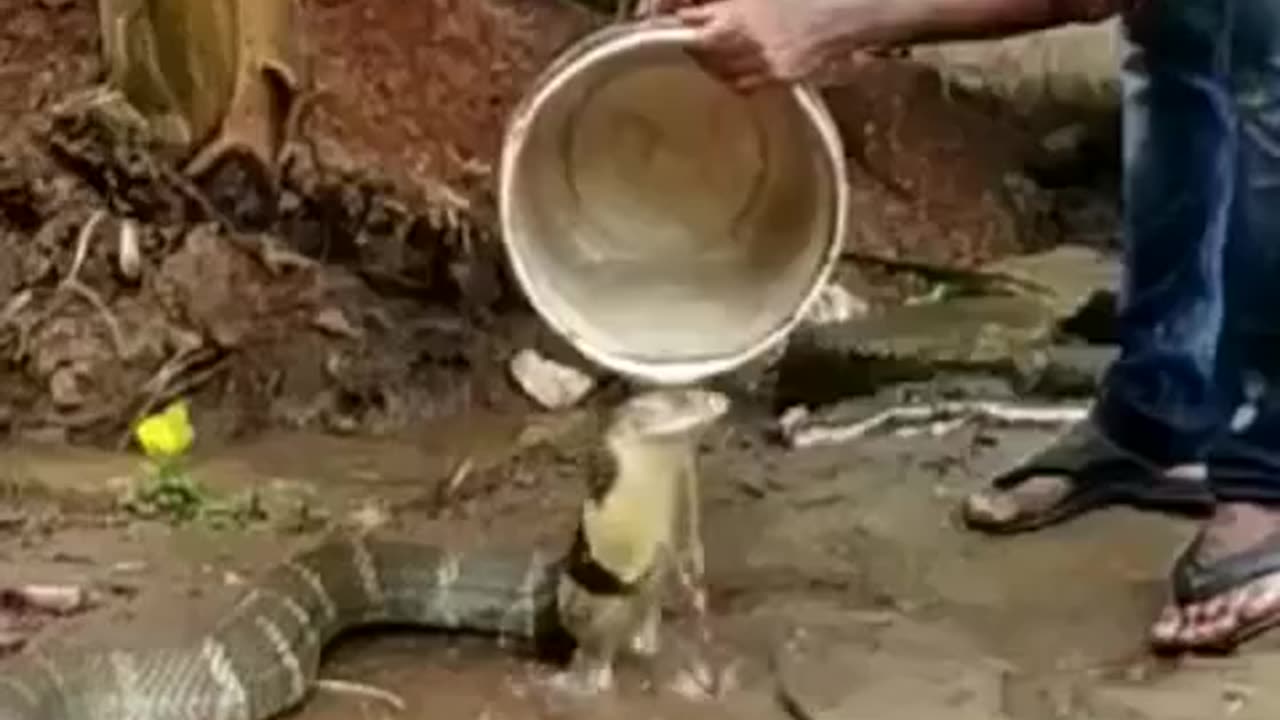 🙀 Have you ever seen a snake bathing? Amazing video