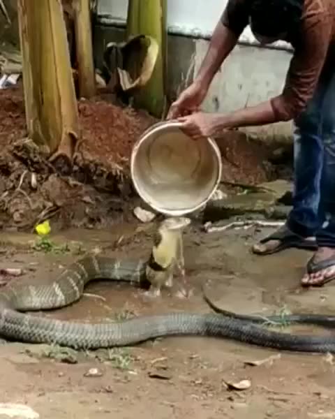 🙀 Have you ever seen a snake bathing? Amazing video