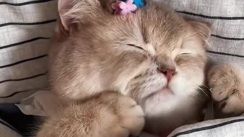 Cat sleeping while sitting