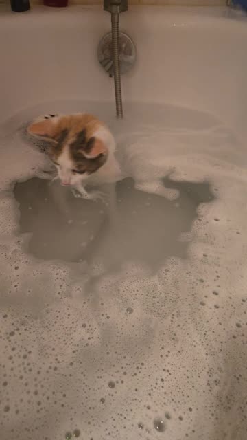 Cat Carefully Pats Bubble Bath