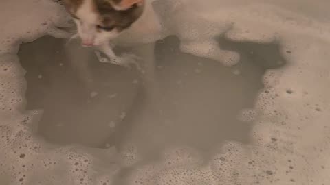 Cat Carefully Pats Bubble Bath