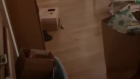 Our Kitty Athlete Plays Soccer