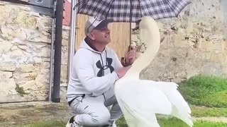 This kind man rescued a swan stuck in a fence