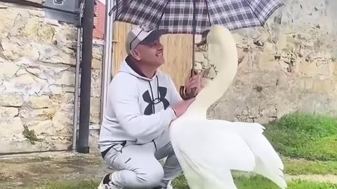 This kind man rescued a swan stuck in a fence