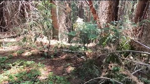 Bigfoot Evidence - Trail blocking to keep us out?