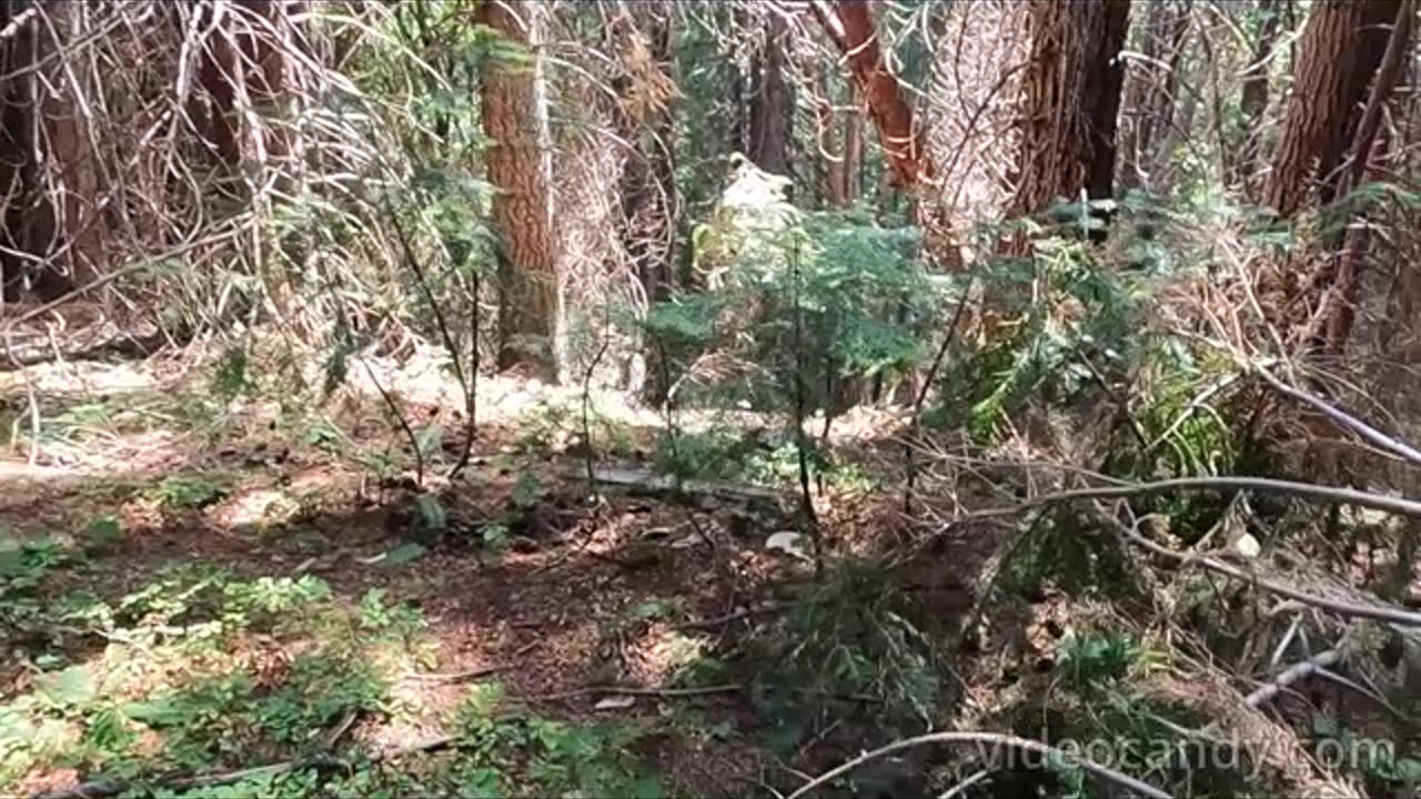 Bigfoot Evidence - Trail blocking to keep us out?