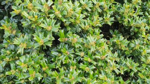 The bees love holly