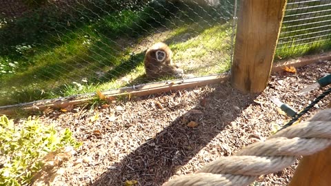 More whooping at Papa while he chills