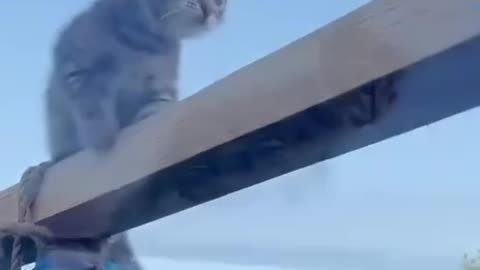 Cat Special Forces Training