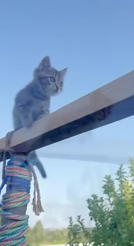 Cat Special Forces Training