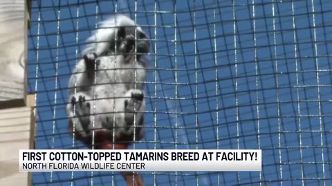 Meet Einstein and Elsa: North Florida Wildlife Center welcomes cotton-topped tamarins