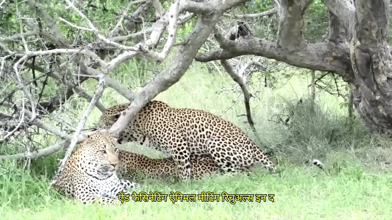 The Raw Power Of Animals Mating