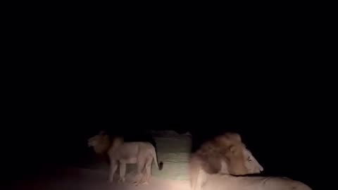 Lions & Lightning