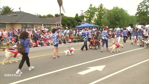 PARADING DOGS