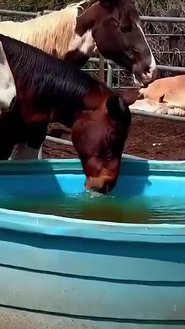 The Best Funny Horse Video, It's Hard Not to LAUGH! 😂 Best Funny Animals Videos Of 2025