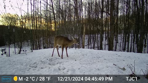 First Buck