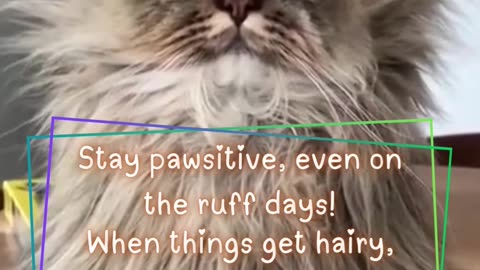 #DailyMeowtivation 01 - Start Your Day with Pawsitive Energy! 🐾✨#motivation #cats #shortvideo #short