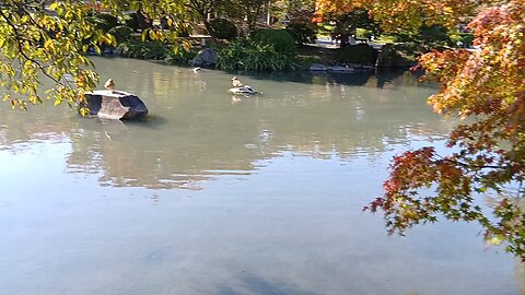 京都の東寺の瓢箪池にいる鴨たちの映像