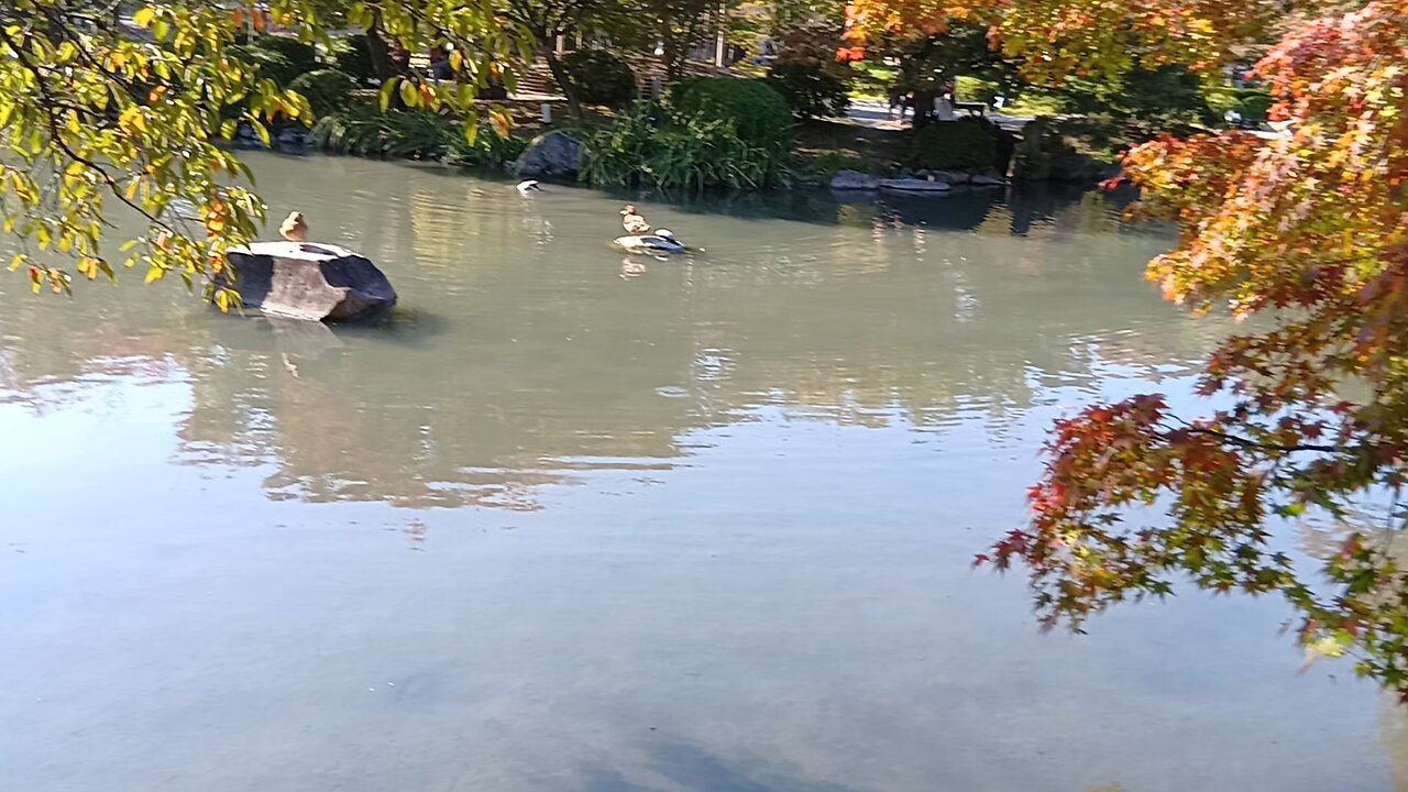京都の東寺の瓢箪池にいる鴨たちの映像