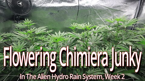 Flowering Chimera Junky In The Alien Hydro Rain System, Week 2