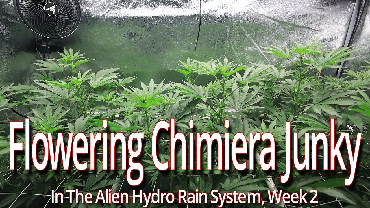 Flowering Chimera Junky In The Alien Hydro Rain System, Week 2